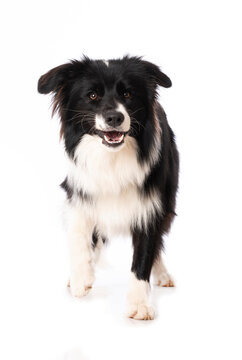 Young border collie dog standing isolated on white background