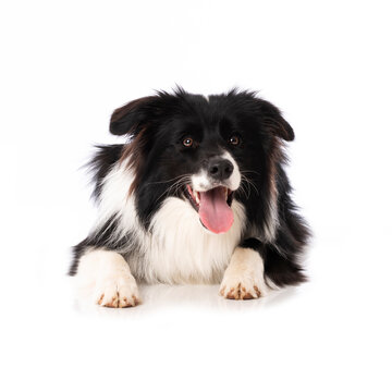 Young border collie dog lying isolated on white background