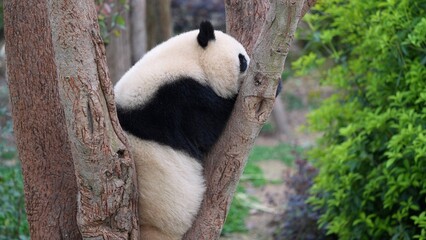 giant panda in natural environment, panda sitting on the tree in the wild © ElizabethGo