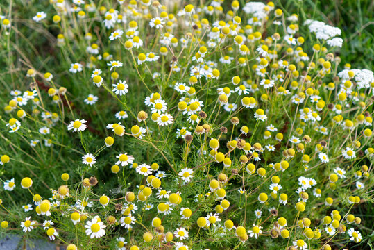 Blooming wild chamomile flowers in a meadow