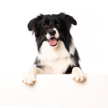 Young border collie dog looking over a wall