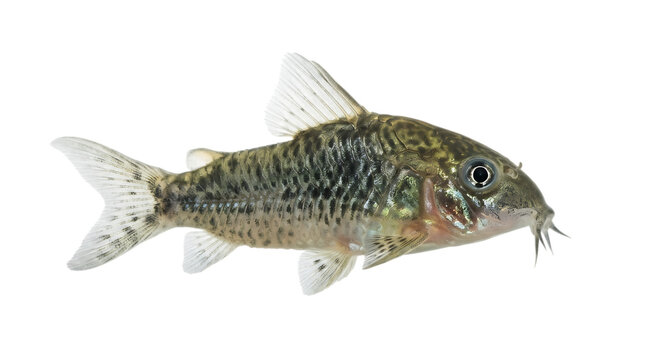 A detailed side view of a small spotted corydoras catfish swimming gracefully isolated on transparent background for aquarium hobbyists