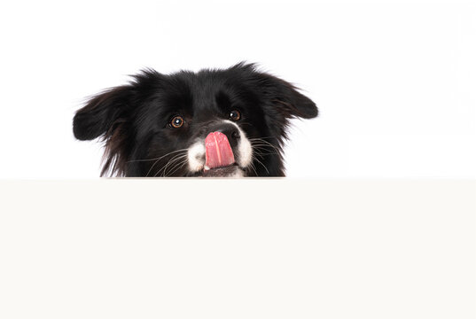 Young border collie dog looking over a wall