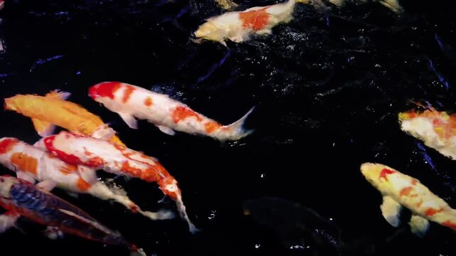 Colorful koi fish in dark pond