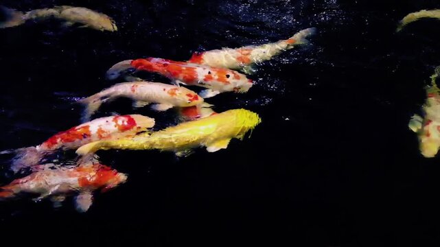 Colorful koi fish swimming in dark pond water