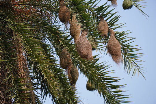 Baya weaver nest colony hanging beautifully from tree branches