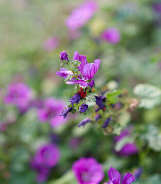 Blooming purple mallow flowers with green leaves