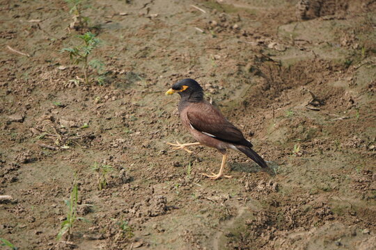 Myna bird walking calmly across open ground