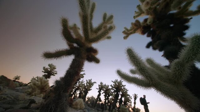 Backlit cholla cactus glows in golden light as a hiker with a backpack climbs nearby rocks.