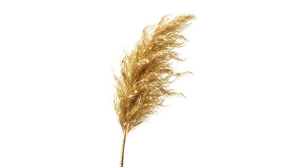 Fototapeta premium Golden pampas grass plume isolated on transparent background luxury botanical decor element for wedding floral arrangement design concept elegant shimmering dried plant.