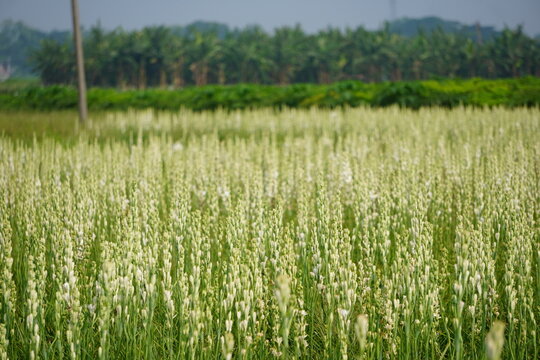 Tuberose flower field blooming beautifully
