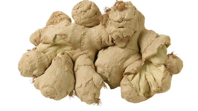 Raw ginger root with textured skin and fibrous texture