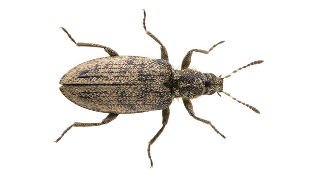 Brown and black speckled beetle with segmented antennae and legs