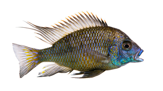 Blue and yellow striped cichlid fish with spiny dorsal fin