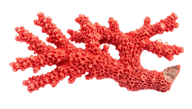 Natural red coral branch with polished organic surface, isolated on transparent background