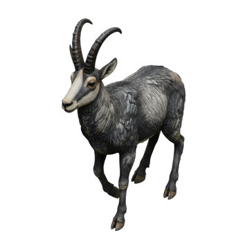 A Full Body Portrait of a Mountain Chamois Goat