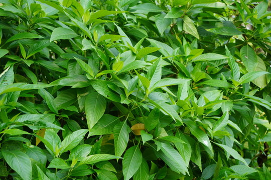 Malabar nut vasaka evergreen shrub growing naturally