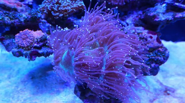 Purple sea anemone in blue aquarium light