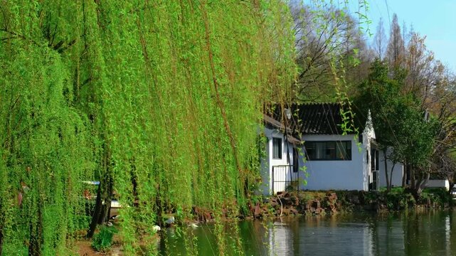 Willow tree beside a riverside cottage