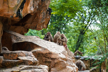 Group of monkeys resting on rocky formations surrounded by lush green trees. Wildlife scene showing natural primate behaviour in a protected zoo environment. © Anastasia