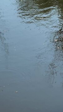 Many water strider beetles move along the surface of the water in a lake, pond or river. Gerromorpha beetles