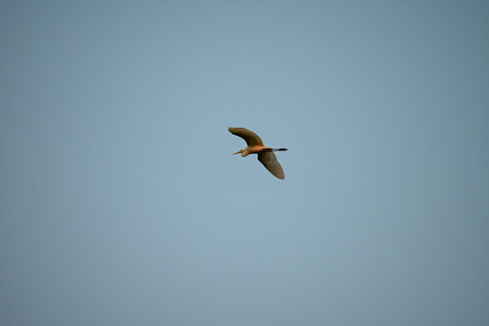 Cattle Egret in Flight Against Blue Sky | Bubulcus ibis Wildlife Photography