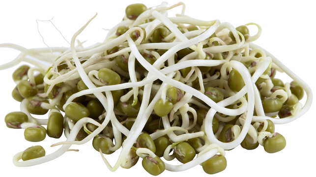 Mung bean sprouts with green beans