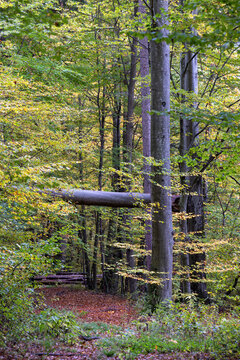 An uprooted, fallen tree lies across other trees above a forest path; danger following storm damage.