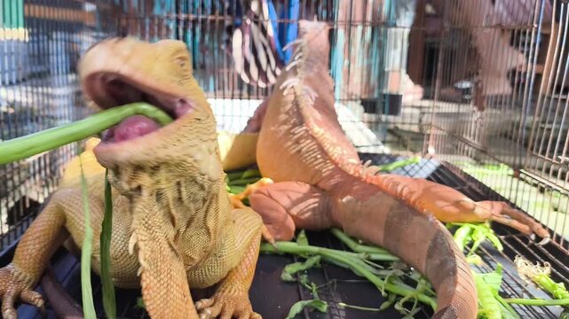 Two iguanas rest in a wire cage
