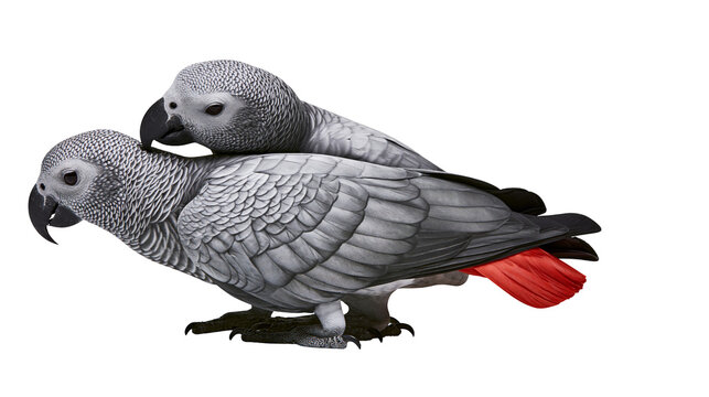Two African Grey parrots one perched on the other, showing red tail feathers
