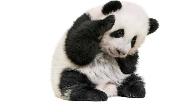 Baby panda cub sitting with paws covering face