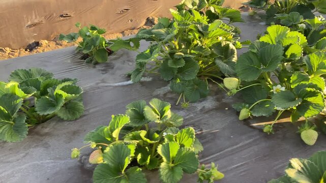 Cinematic wide shot of neat rows of strawberry beds on a farm, beautifully illuminated by warm golden hour sunset light