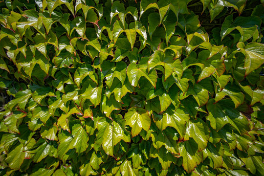 Dense green ivy leaves climbing wall texture pattern under bright sunlight with climbing, background