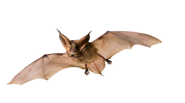 Brown bat with large ears and spread wings flying
