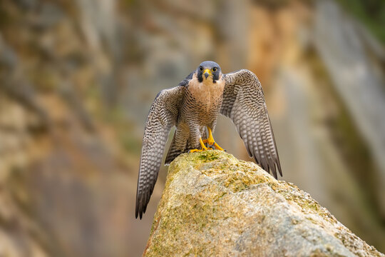 The Migratory Falcon (Falco peregrinus) is a cosmopolitan (worldwide) widespread falcon bird.