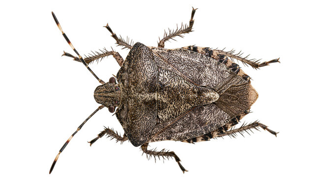 Brown Marmorated Stink Bug Insect Macro Top View