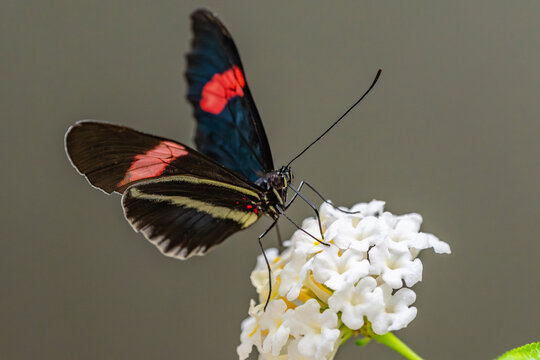 This butterfly in the picture is probably Heliconius melpomene