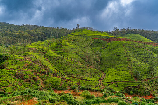 Lush green terraced tea plantation fields covering rolling hills under dramatic stormy cloudy sky