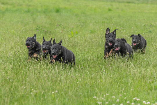 Group of black german shepherd puppies running and playing together in a green summer meadow