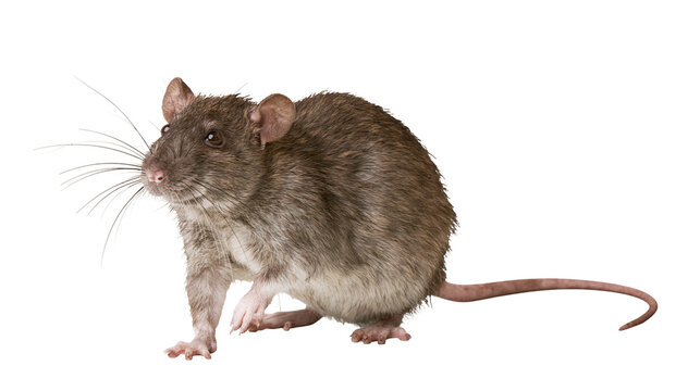 Brown rat with long whiskers and tail
