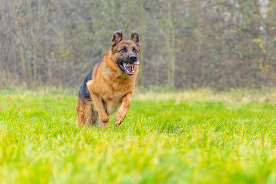 The picture shows a German Shepherd Dog (GSD).