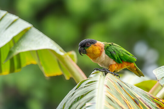 Colorful black-headed caique parrot perched on a delicate thin branch in a natural garden setting