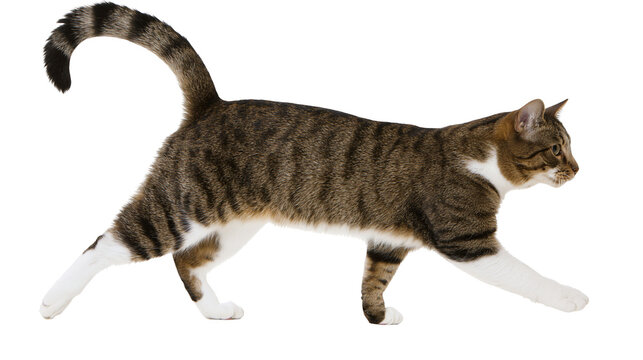 Tabby cat walking with white paws and chest
