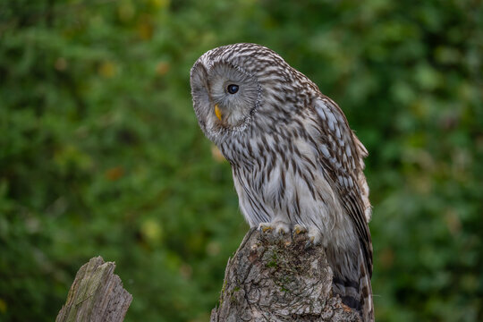 The Ural owl (Strix uralensis) is a large nocturnal owl.