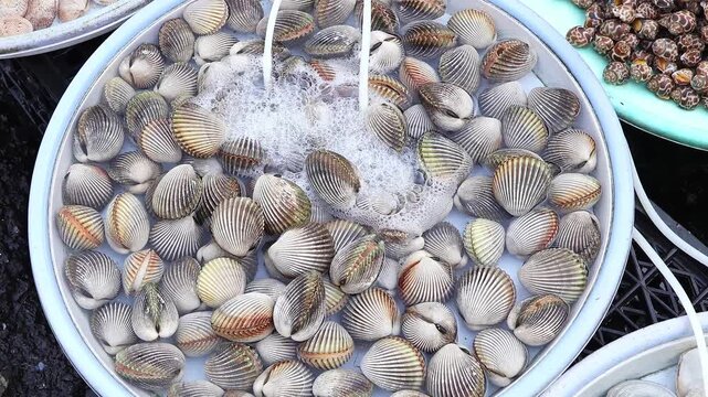Fresh live cockles are kept in clean water with air bubbles at a seafood market stall. Shellfish are ready for sale and cooking. Traditional food, local shopping and daily market life.