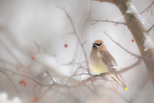 Cedar waxwing bird perched on snowy winter crab apple