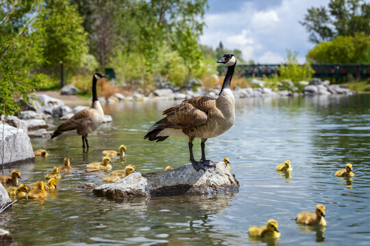 Proud goose parent watching over baby goslings in Calgary city