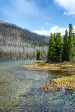 Akamina Lake wildfire aftermath new growth in Waterton national park