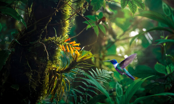 hummingbird in the jungle