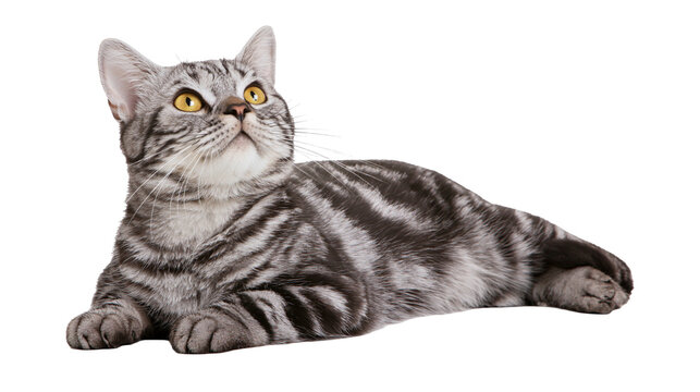 Silver tabby cat lying down looking up